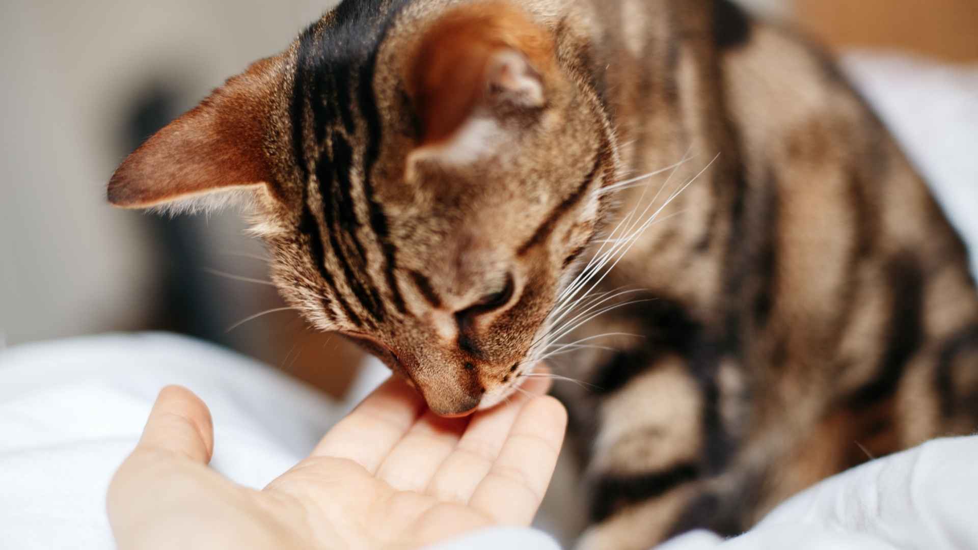 gato oliendo mano